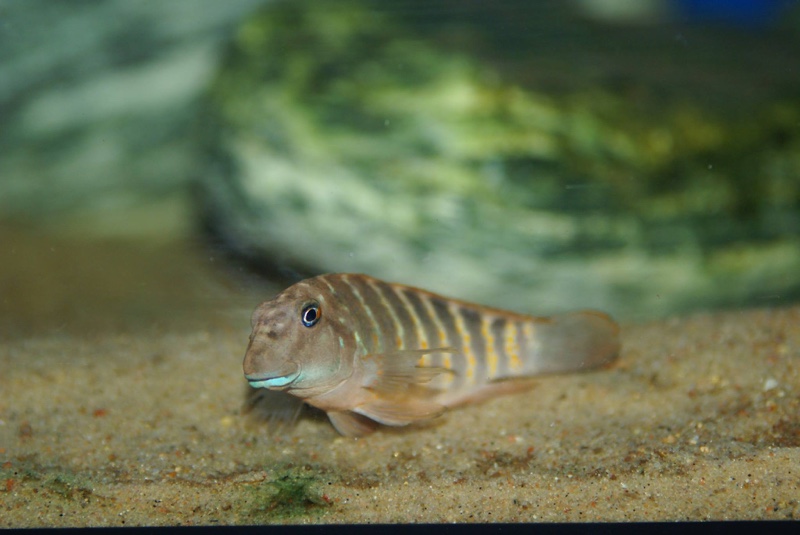 Eretmodus marksmithi 'Mzungu Beach'